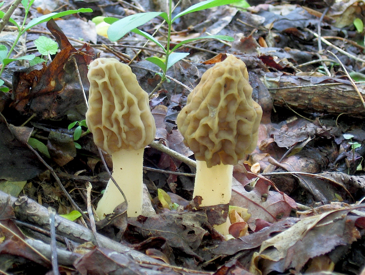 Morel Mushrooms How To Find And Identify Morels.