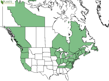 North American distribution of large cranberry